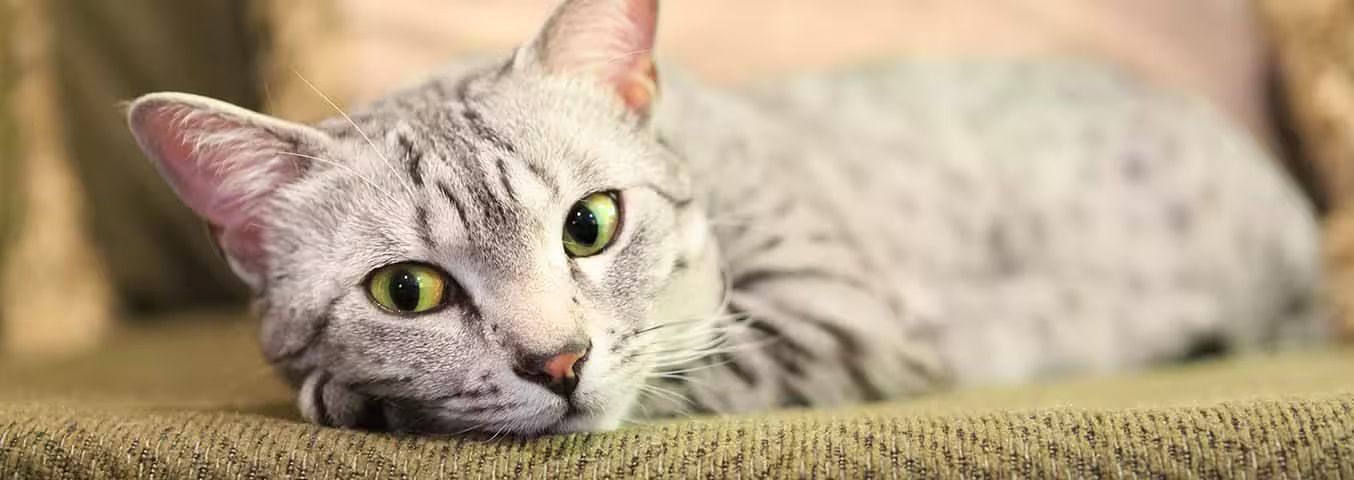 Photo of a Le Mau éGyptien cat