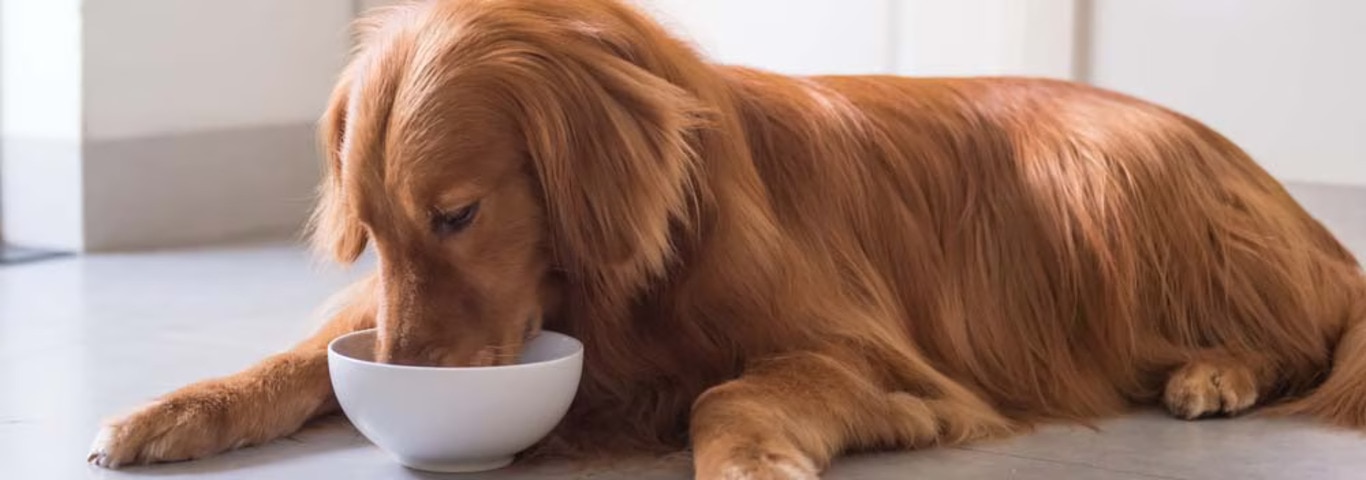 Photo of a Le Golden Retriever dog