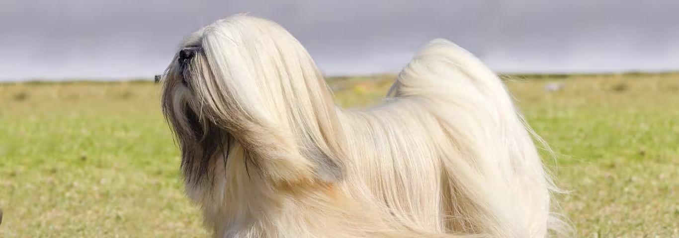 Photo of a Le Lhassa Apso dog