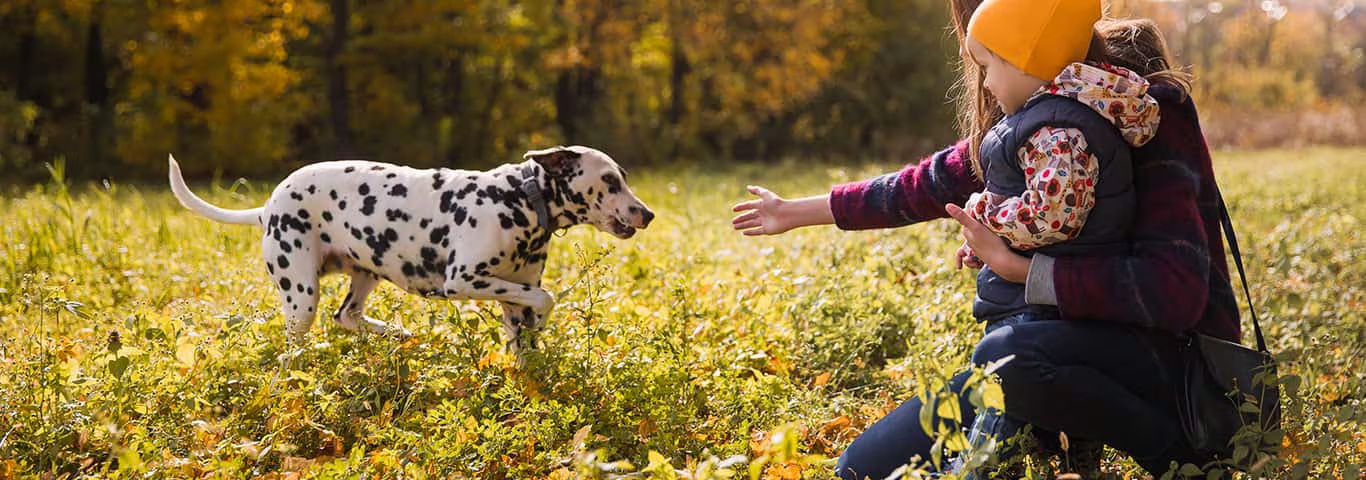 Photo of a Le Dalmatien dog