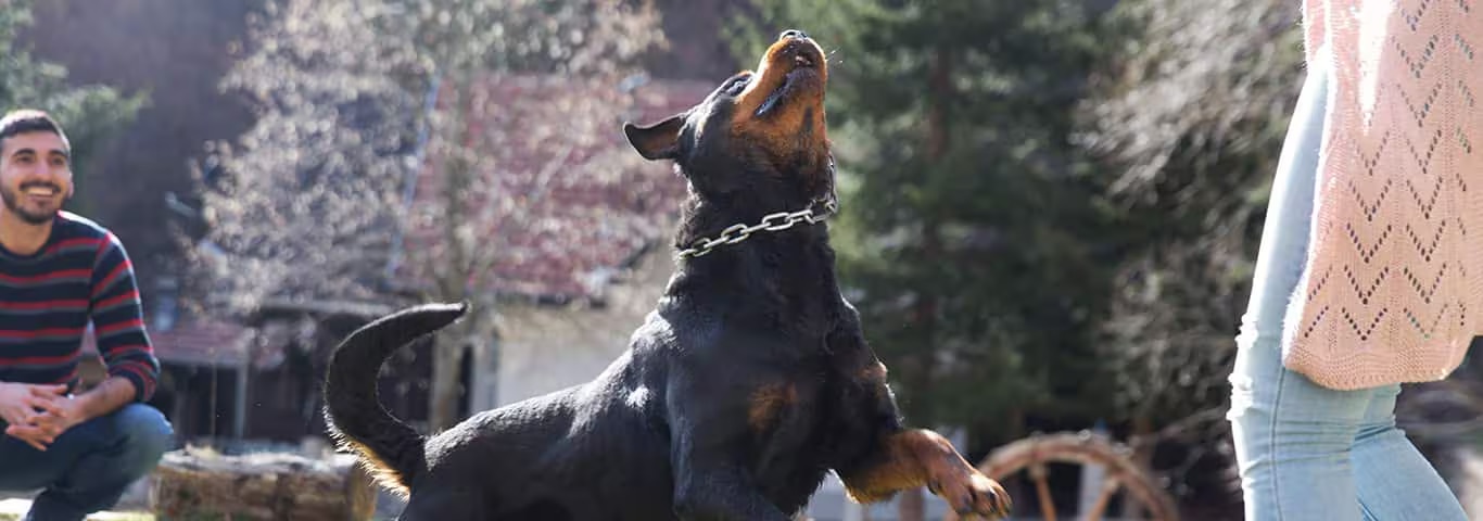 Photo of a Le Rottweiler dog