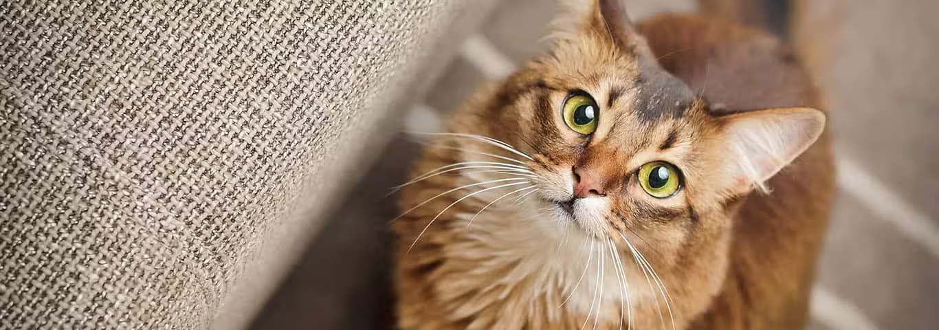 Photo of a Le Somali cat