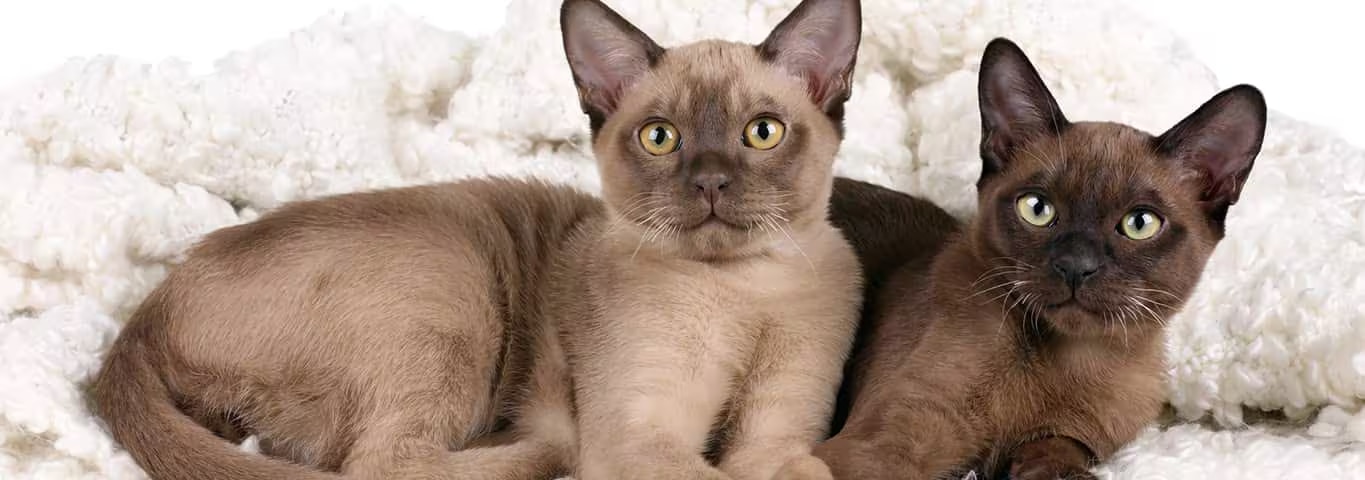 Photo of a Le Burmese cat