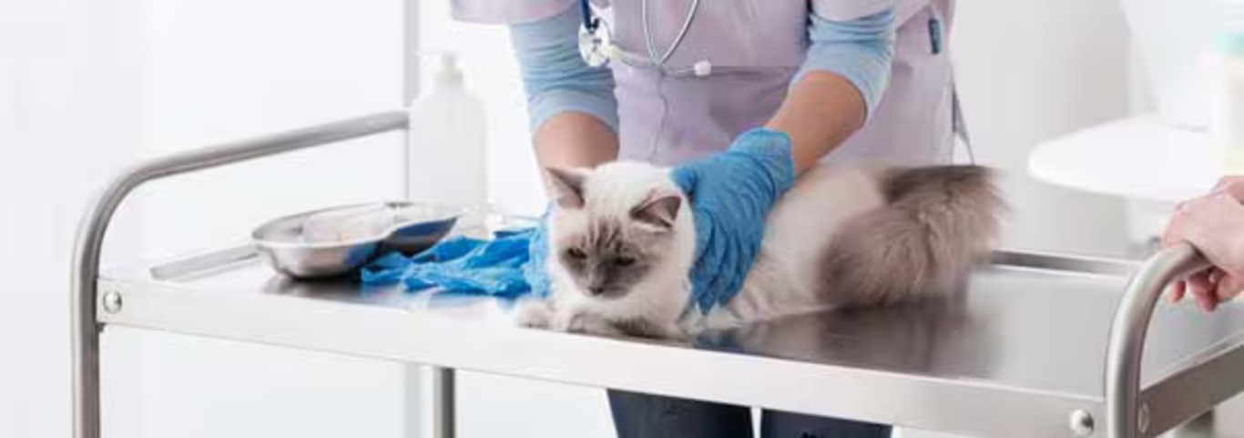 Photo of a Le Ragdoll cat