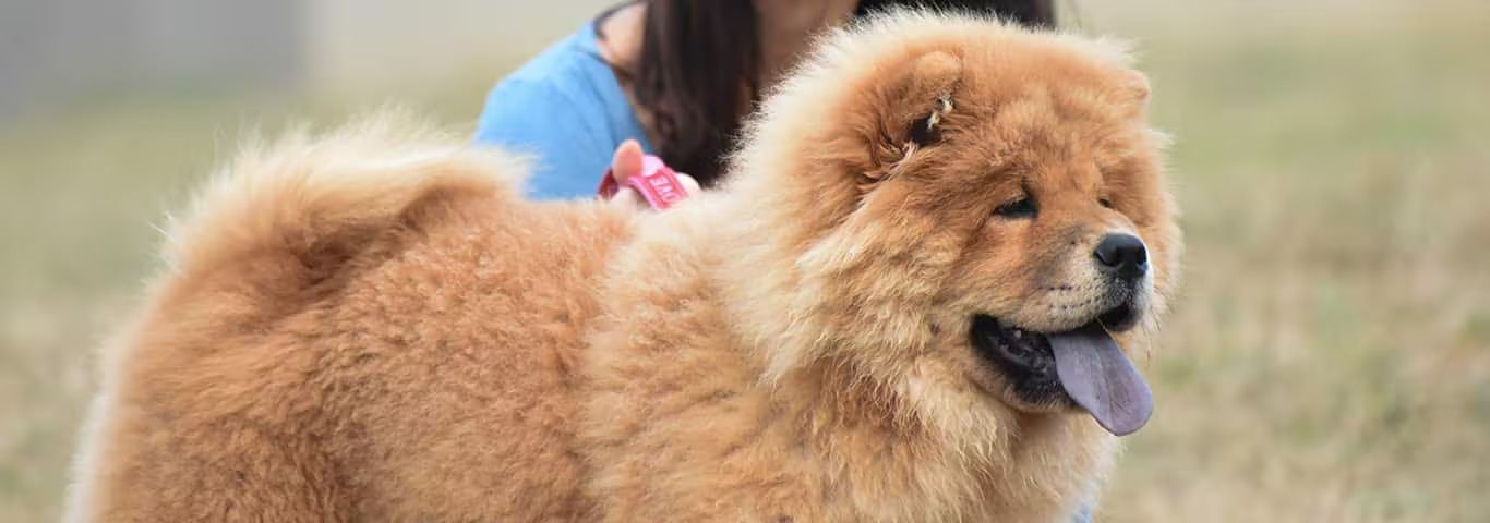Photo of a Le Chow Chow dog