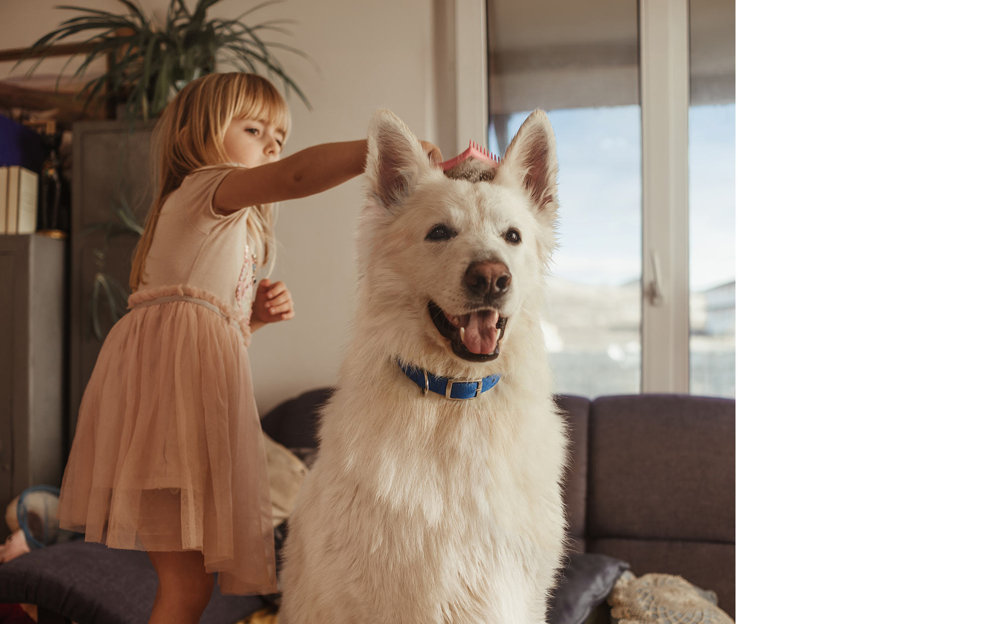 Petite fille brossant un grand chien blanc