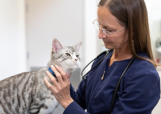 vet holding a cat