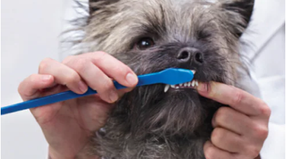 Small dog having their teeth brushed