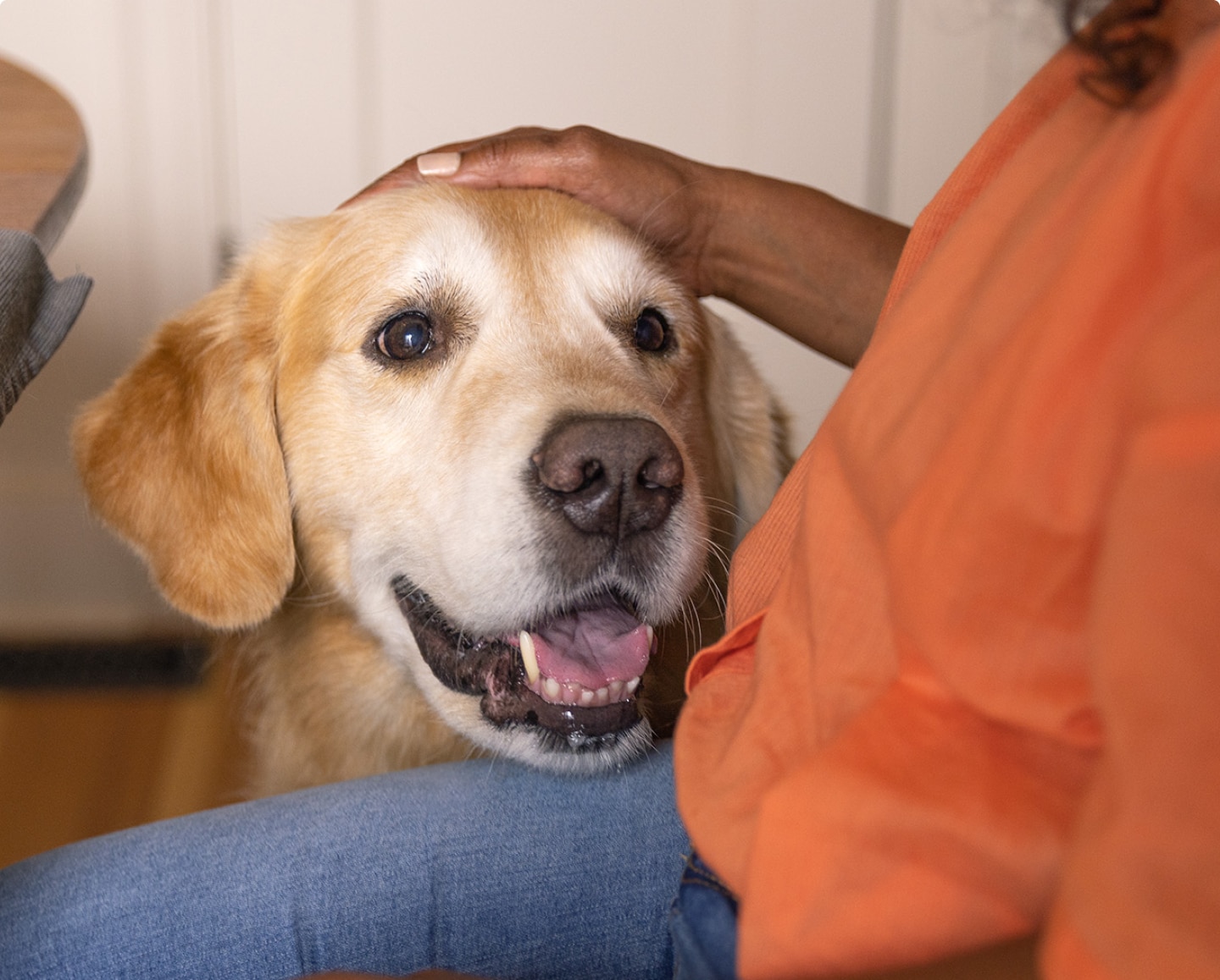 A dog being pet by a woman