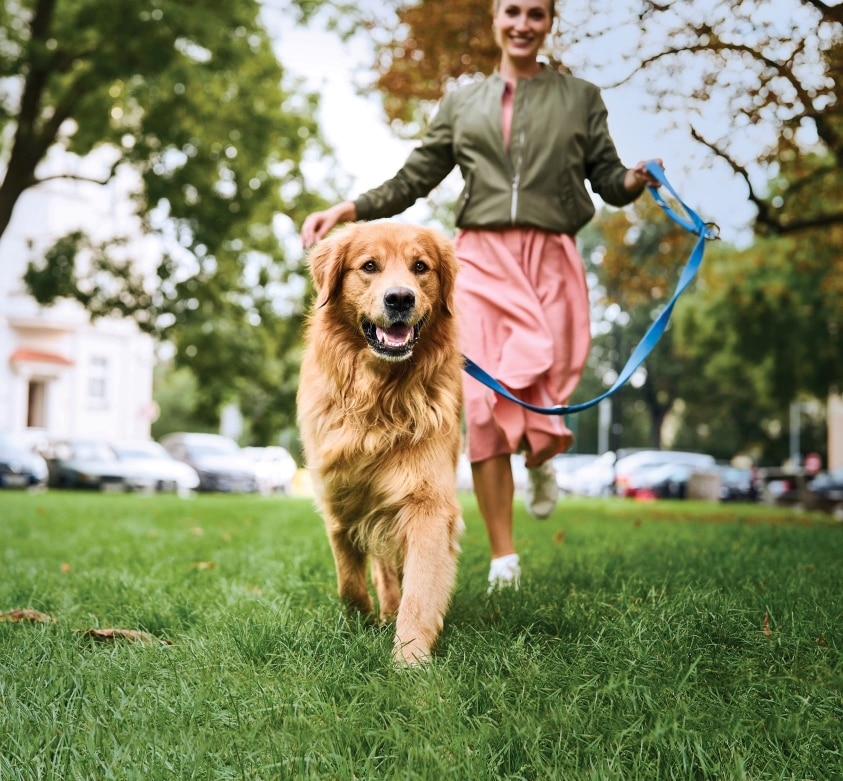 Golden retriever heureux marchant avec son propriétaire