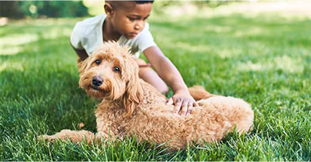 Chien brun avec un garçon sur de l’herbe