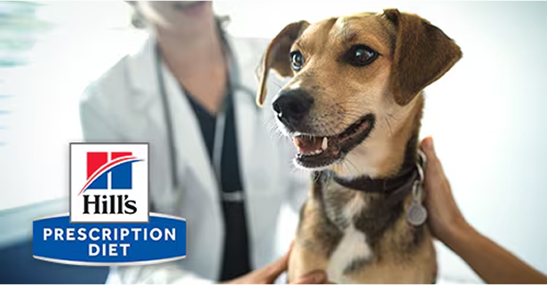 Chat chez le vétérinaire levant la patte en direction de l’assistante