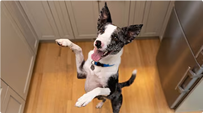 Chien sur ses pattes arrière