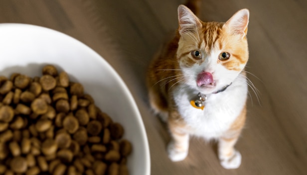 A brown-white cat looking up at a cat food bowl