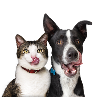 animaux de compagnie