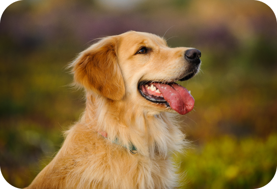 Race moyenne 10-25 kg