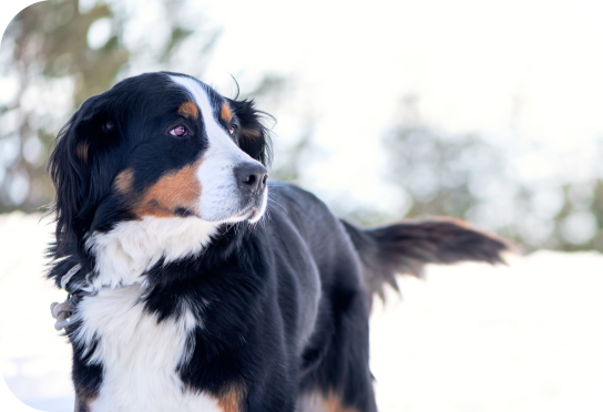 Grande race plus de 25 kg