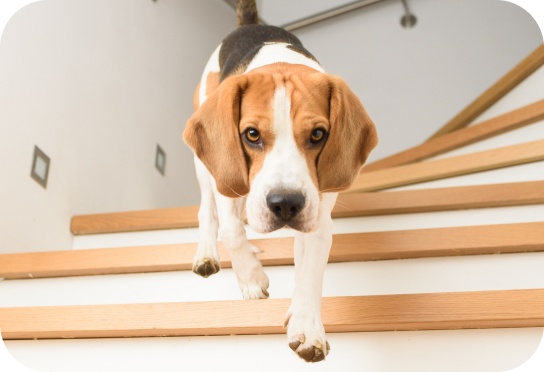 Petite race/race naine jusqu’à 10 kg