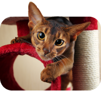 Une image d'un chat pour indiquer le type d'animal de compagnie que vous possédez.