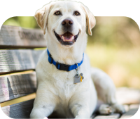 Une image d'un chien pour indiquer le type d'animal de compagnie que vous possédez.