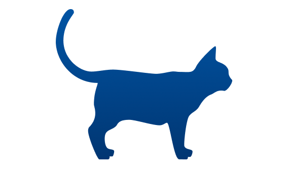 chat de poids idéal