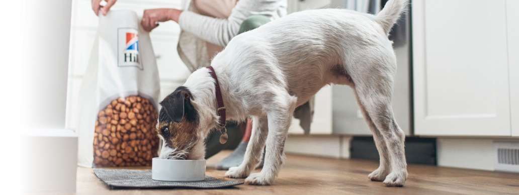 A dog eating Hill's food