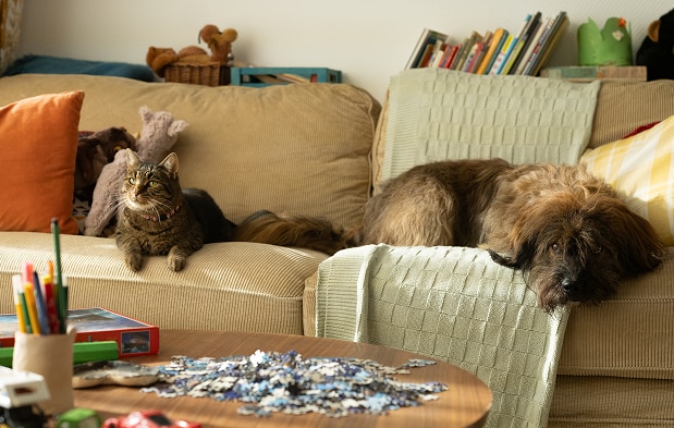 chat et chien se reposant sur un canapé
