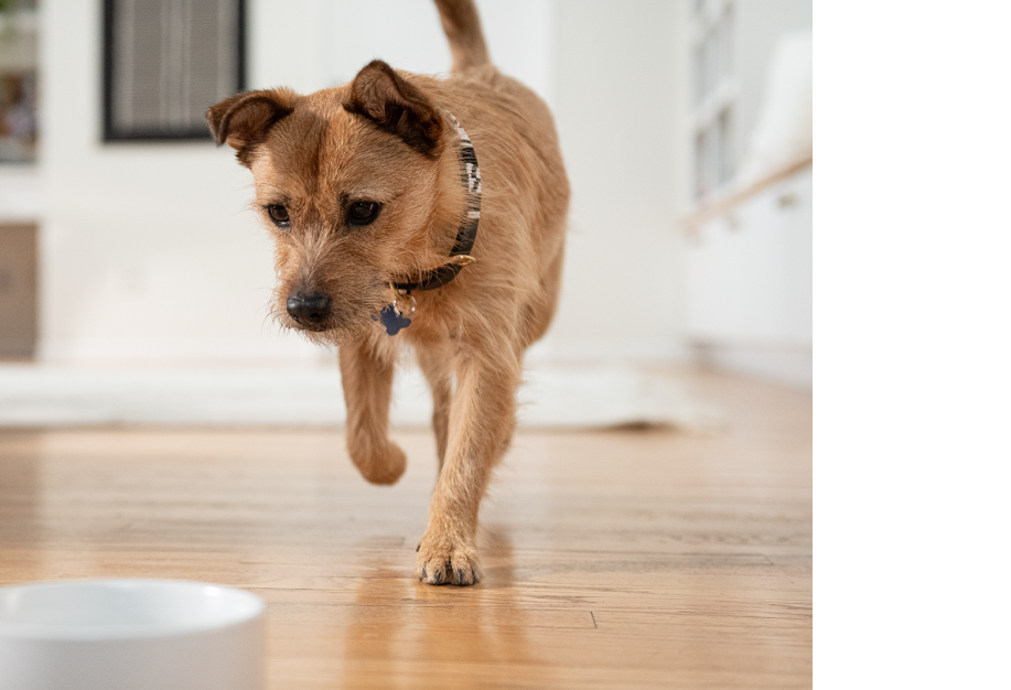 Un petit chien marron en train de marcher