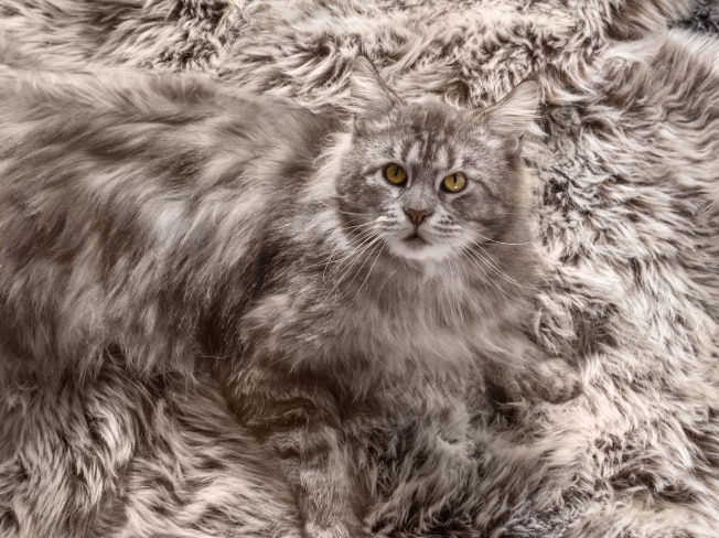 A grey cat sits on a matching grey color carpet