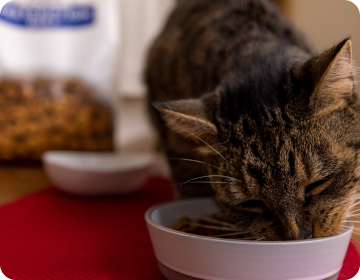 A small cat eats cat food from a bowl